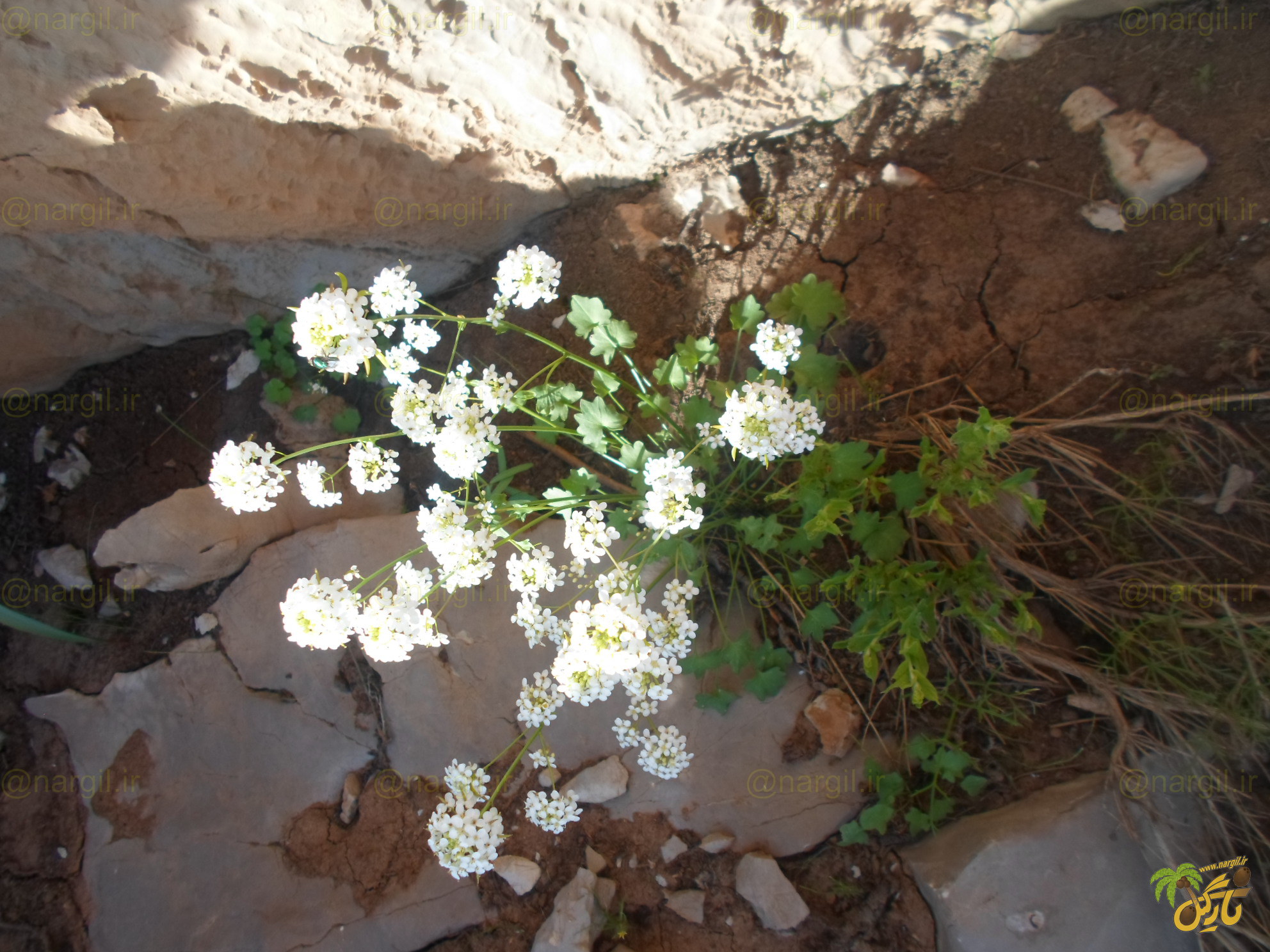 Graellsia saxifragifolia
